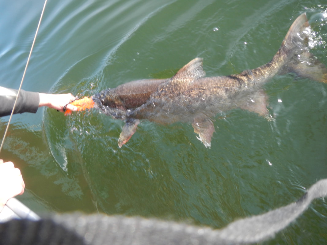 Fishing at Bucks Lake